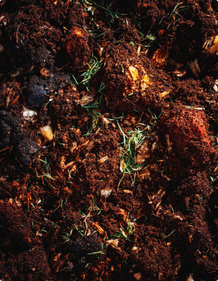 Close-up of rich, dark soil with organic matter