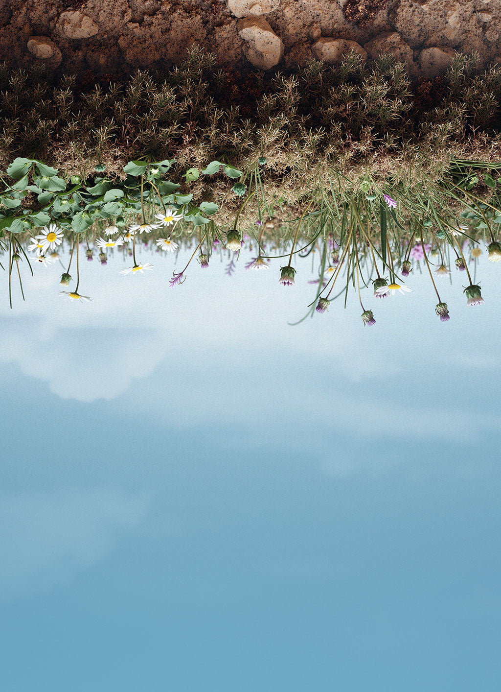 Reflective surface with water lilies and sky above, inverted view