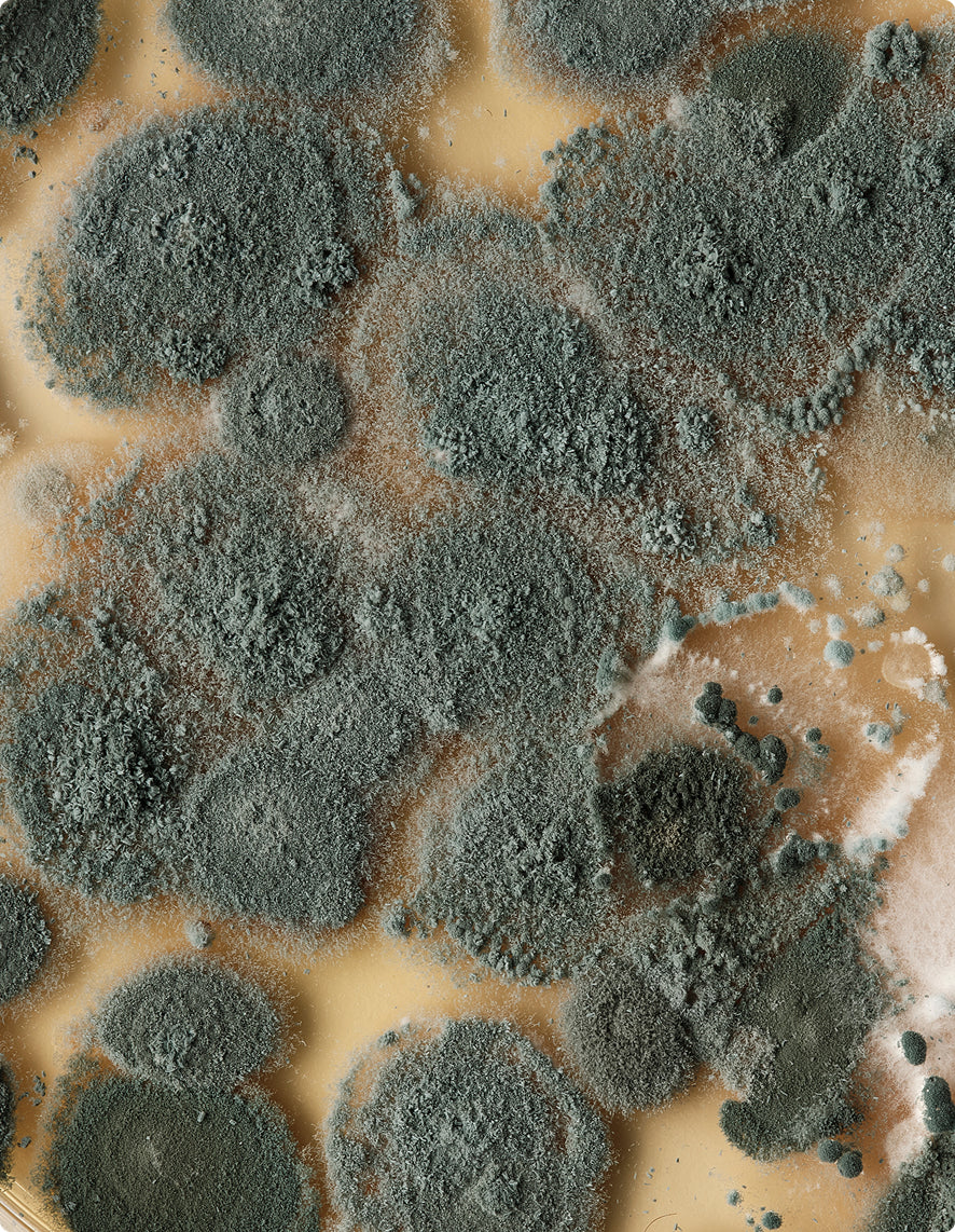 Mold growth on a surface with a brown background