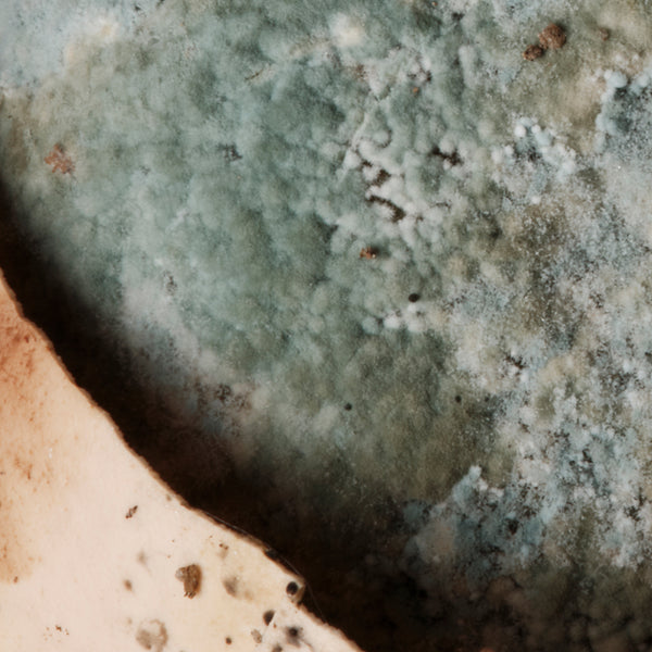 Close-up of mold growth on a surface