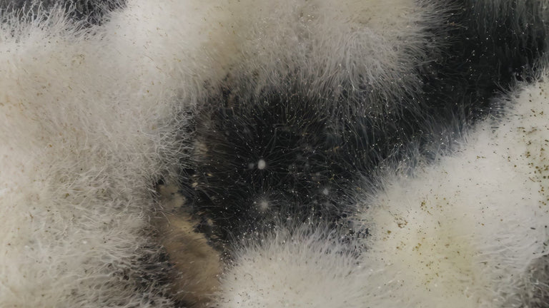 Where design meets renewal.