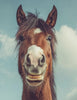 Horse with a humorous expression against a cloudy sky