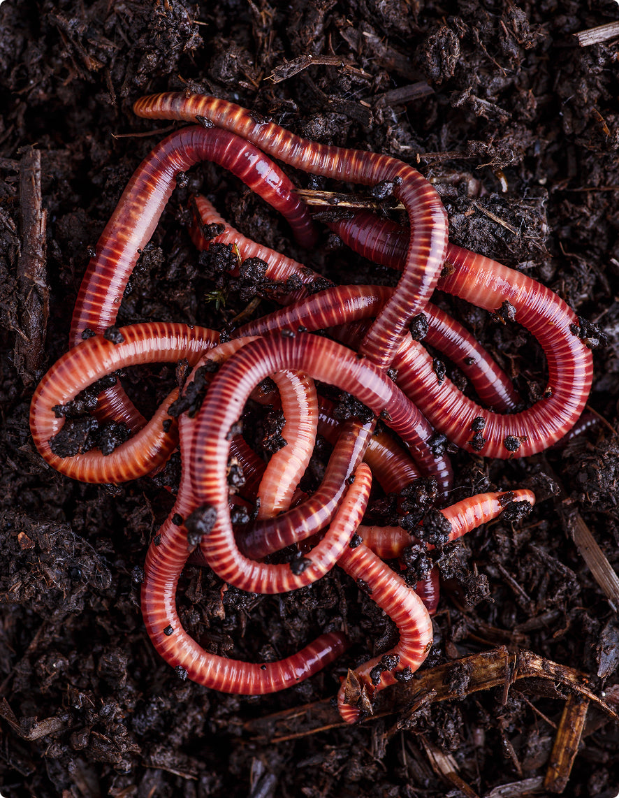 Red worms on a dark soil background